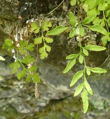 Cryptogramma stelleri