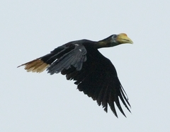 Wrinkled Hornbill photo 3