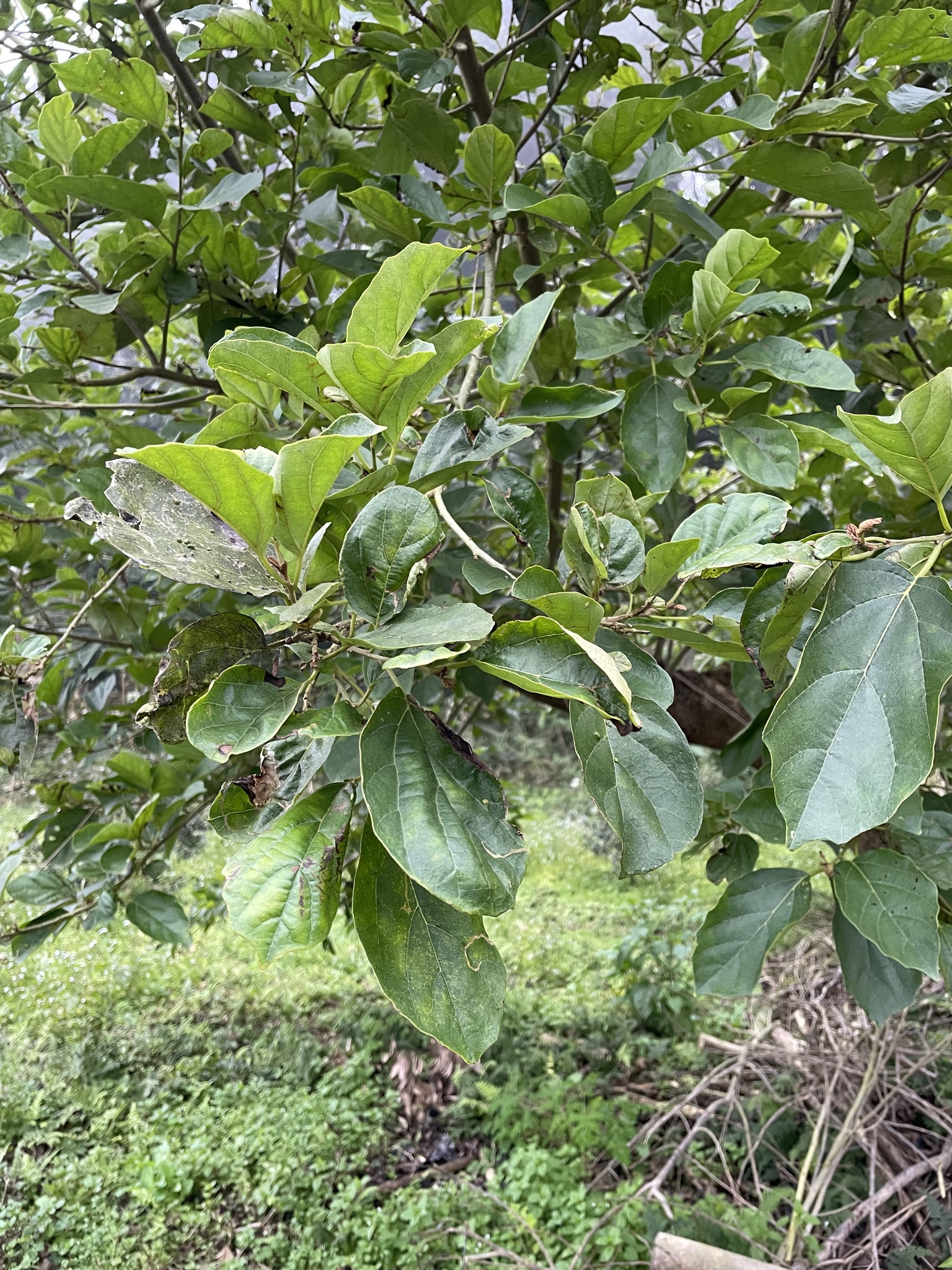 Imagem de Pombeiro
