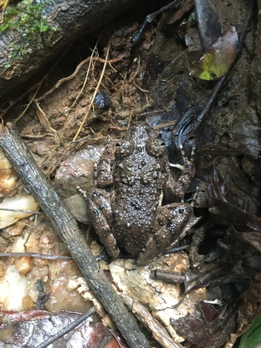 Scotobleps gabonicus