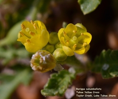 Rorippa subumbellata
