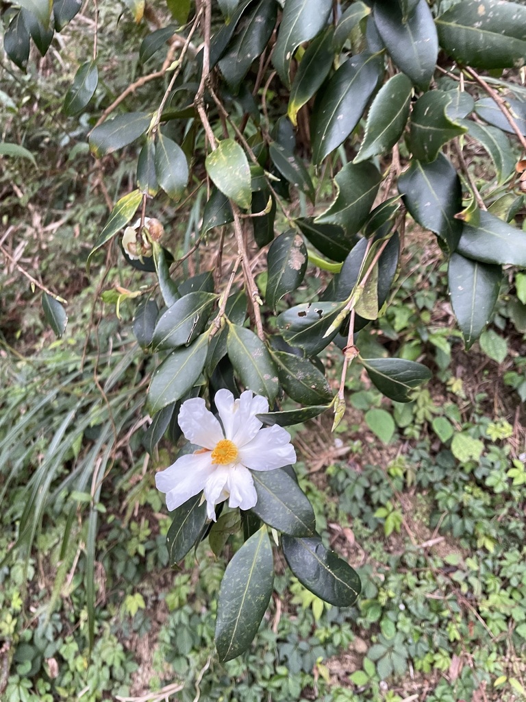 Foto de Camélia-do-chá