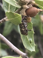 Euphoria leucographa