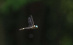Macromia