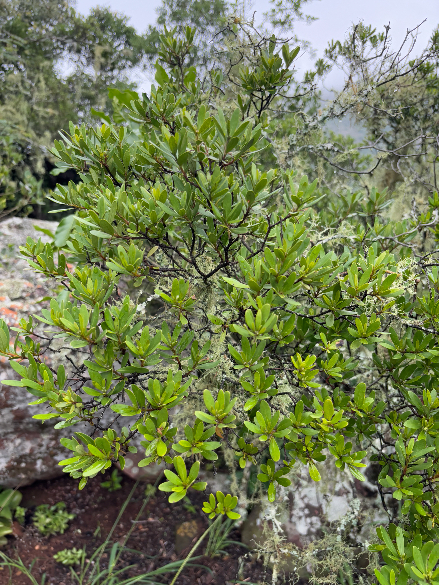 Imagem de Caqui-preto