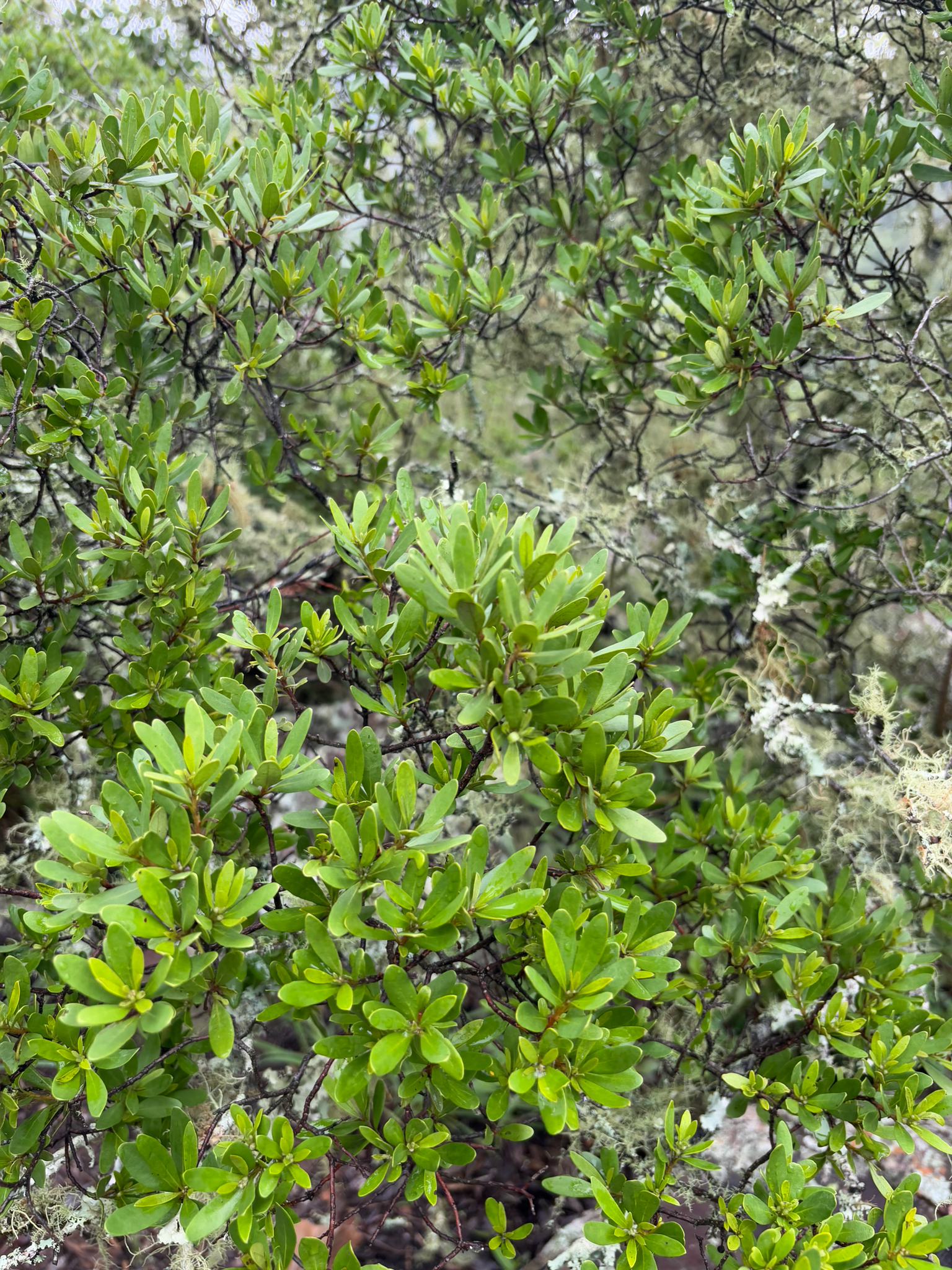 Imagem de Caqui-preto