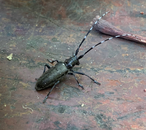 White-spotted Sawyer, photo 3 of 8