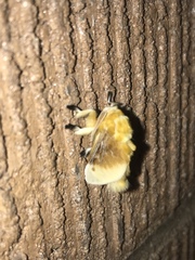Megalopyge bissesa