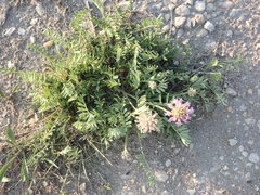 Astragalus laxmannii robustior