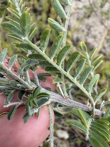 Image of Lessertia frutescens by (c) Charleen Brunke, some rights reserved (CC BY)