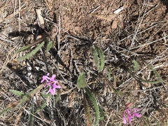 Clarkia pulchella