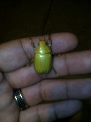 Chrysina crassimargo