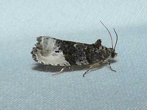 Green Budworm Moth, photo 10 of 10