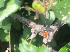 Harmonia axyridis