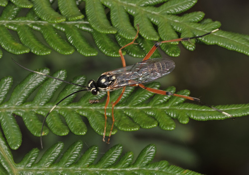 Ceratomansa spinifrons
