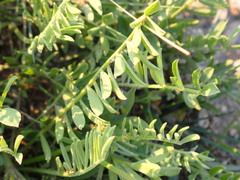 Astragalus laxmannii robustior