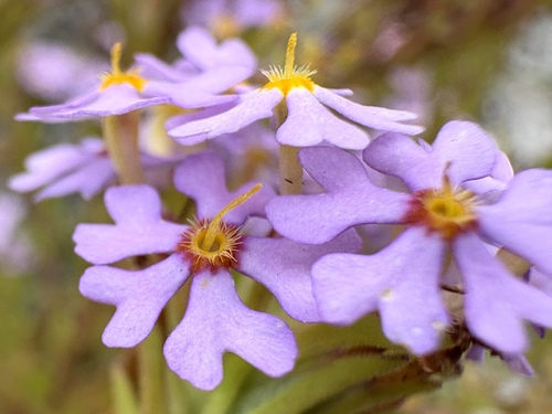 Image of Zaluzianskya villosa by (c) Charleen Brunke, some rights reserved (CC BY)