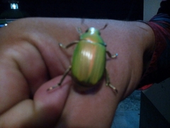 Chrysina crassimargo