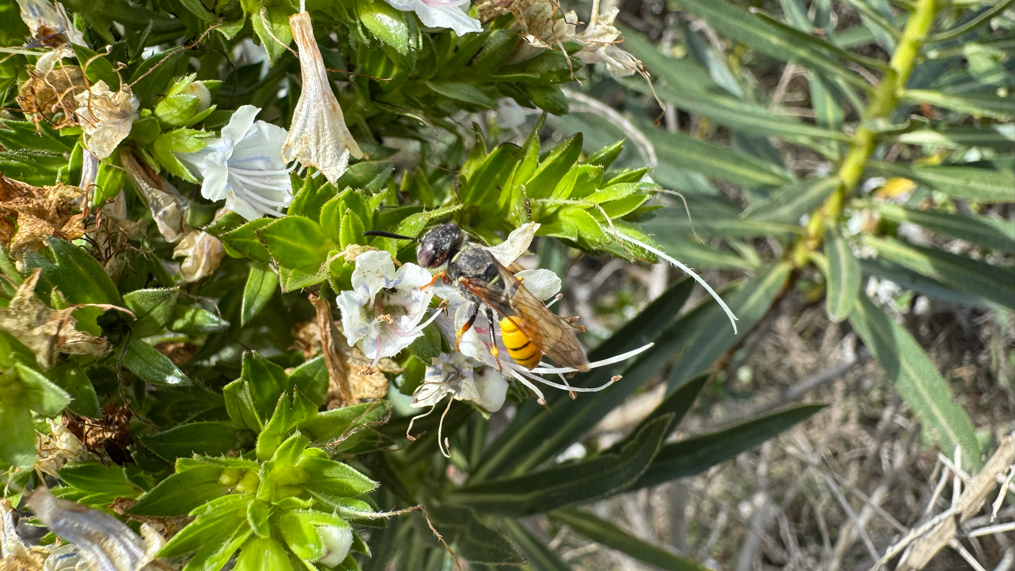 Philanthus triangulum