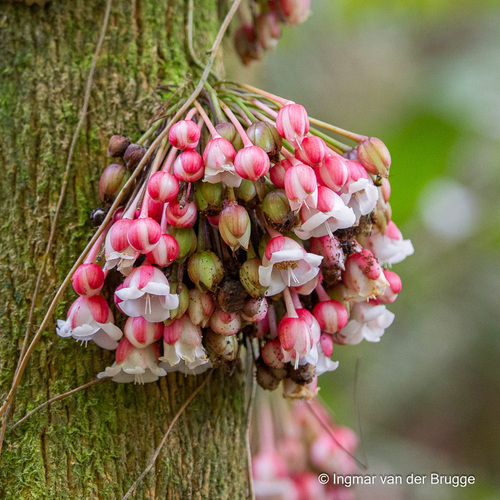 Saurauia rubens