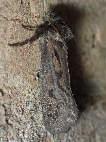 Clemens' Grass Tubeworm Moth