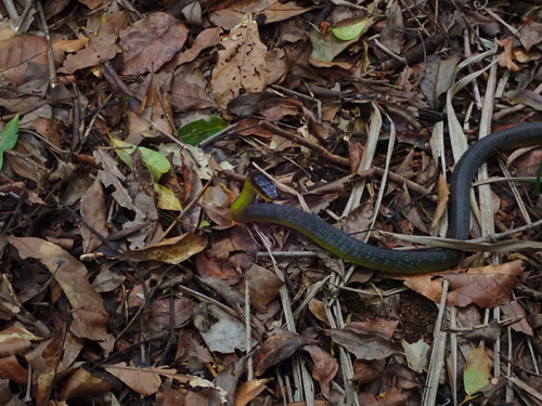 Common Tree Snake sighting