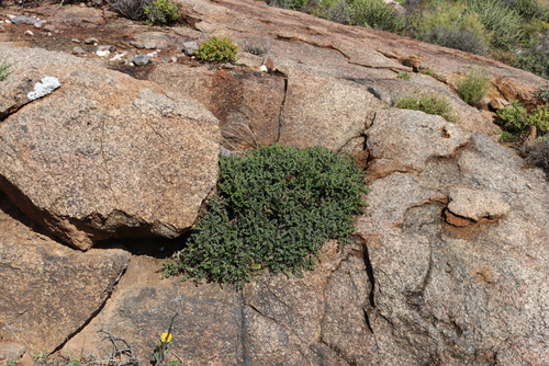 Image of Pelargonium dasyphyllum by (c) Tony Rebelo, some rights reserved (CC BY-SA)