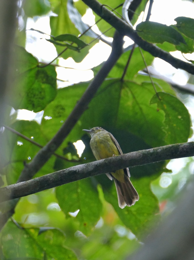 Hairy-backed Bulbul (Tricholestes criniger)