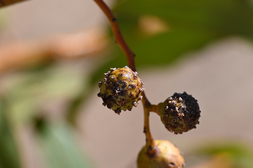 Golden Wattle Gall Wasp photo 3