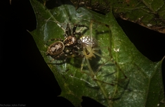 Paraphilaeus daemeli