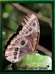 Morpho helenor octavia