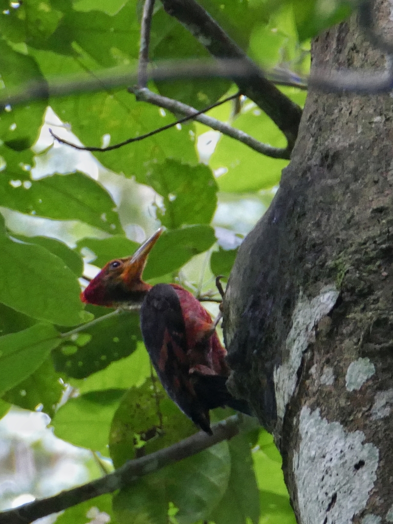 Orange-backed Woodpecker (Reinwardtipicus validus)