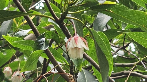 Elaeocarpus hainanensis