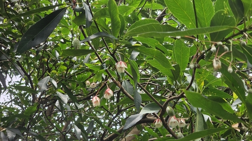 Elaeocarpus hainanensis