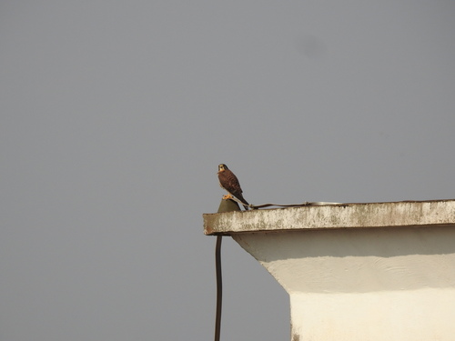 Eurasian Kestrel