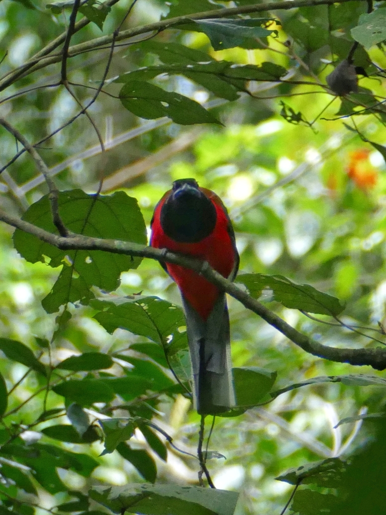 Diard's Trogon (Harpactes diardii)