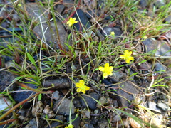 Ranunculus flammula filiformis