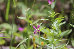 Clarkia rhomboidea