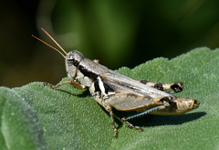 Melanoplus glaucipes