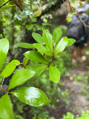 Foto de Cipó-uva