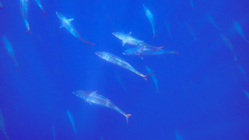 Photo of Little tunny (Euthynnus alletteratus)