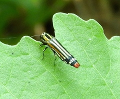 Agrilus catherinae