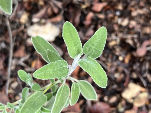 Foto de Sálvia-grega