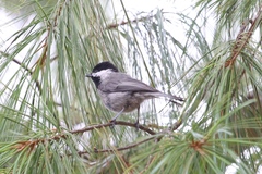 Poecile sclateri