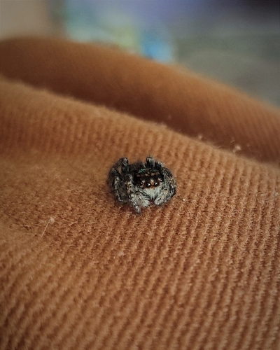 Red-bellied Jumping Spider
