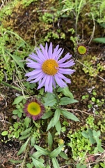 Erigeron peregrinus