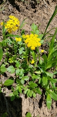 Pseudocymopterus