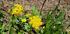 Pseudocymopterus