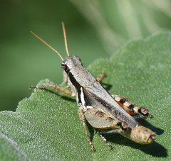 Melanoplus glaucipes