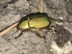 Chrysina lecontei